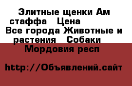 Элитные щенки Ам.стаффа › Цена ­ 25 000 - Все города Животные и растения » Собаки   . Мордовия респ.